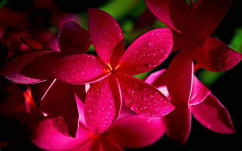 Romantic Flowers: Plumeria Flower