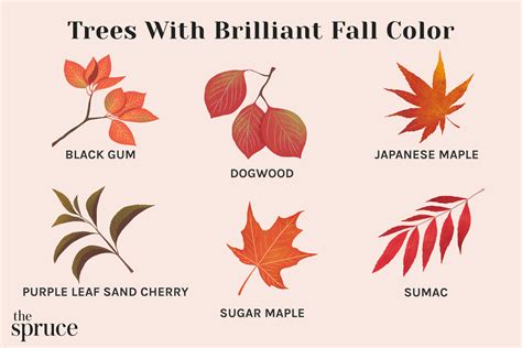 Types Of Deciduous Leaves