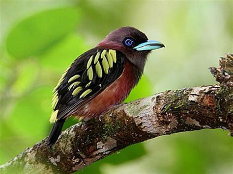 The Life of Sweet Birds: BANDED BROADBILL