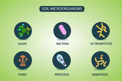 microorganismos del suelo que se reproducen en el suelo 11512366 Vector ...