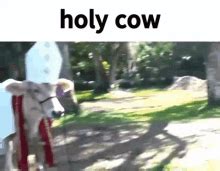 Holy Cow Cow GIF - Holy Cow Cow - Discover & Share GIFs