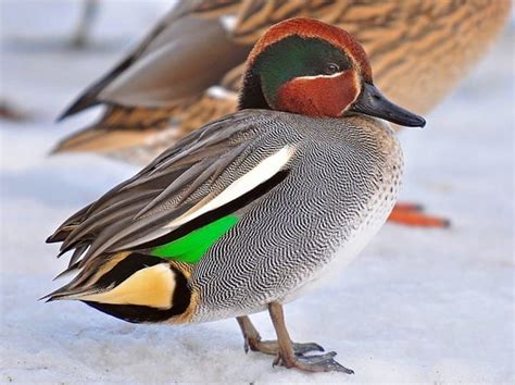 Green-winged Teal Identification, All About Birds, Cornell Lab of ...