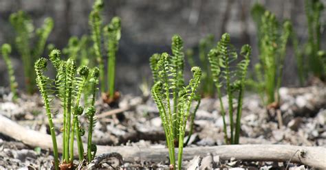 Park District: Don't pick fiddleheads