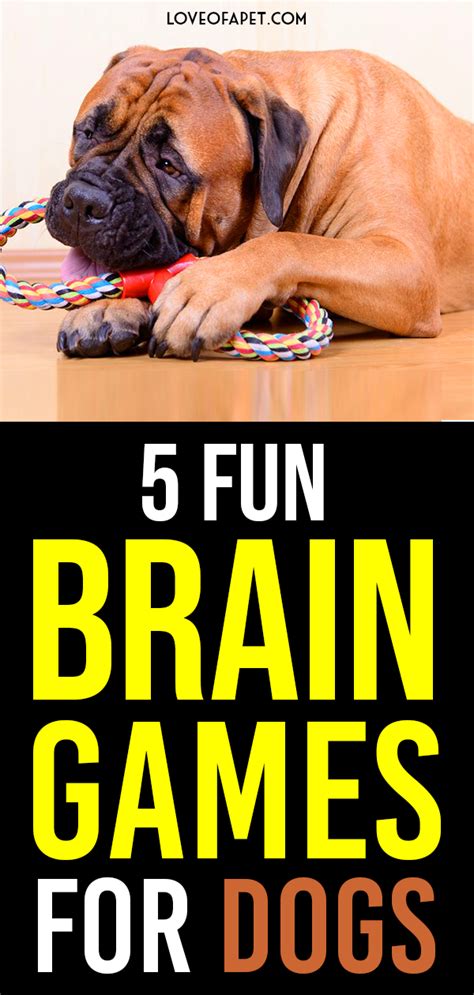 5 Fun Brain Games For Dogs - Love Of A Pet | Brain games for dogs ...