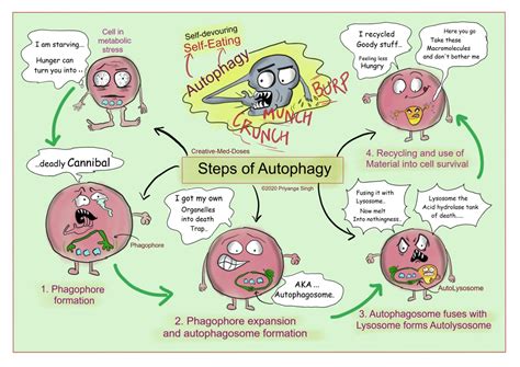 Autophagy: consuming oneself to save oneself - Creative Med Doses