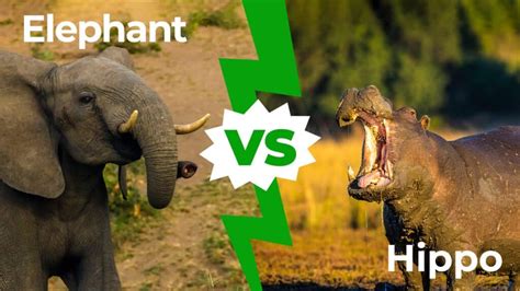 Elephant vs Hippo: Who Would Win in a Fight? - IMP WORLD