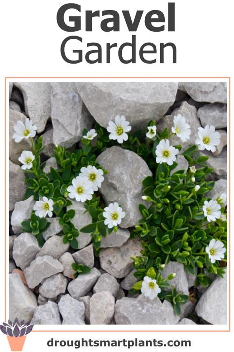 A Gravel Garden; more than just landscaping with rocks