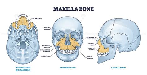 Maxilla bone detailed structure and facial skeleton anatomy outline ...