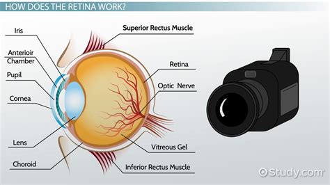 Retina: Definition & Function - Video & Lesson Transcript | Study.com