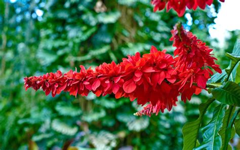 The Chaconia – Trindad & Tobago’s National Flower - Trinidad and Tobago ...