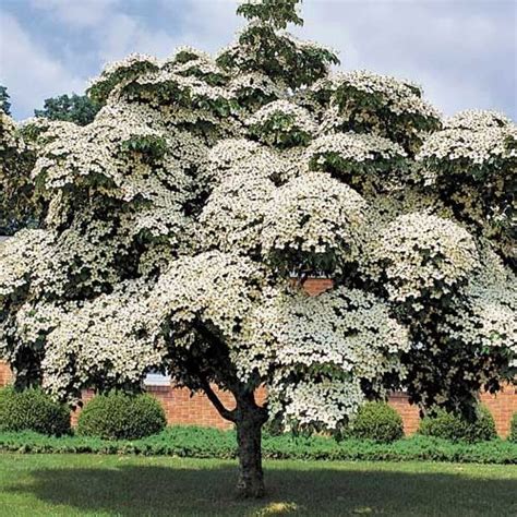 Cornus kousa 'Milky Way' One of the heaviest-flowering Chinese Dogwoods ...