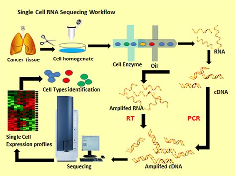 Single Cell Rna Seq Workflow