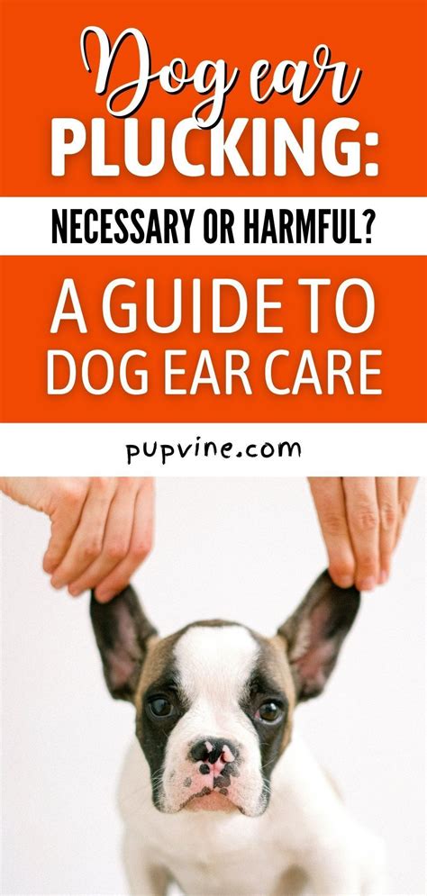 Dog Ear Plucking: Necessary Or Harmful? A Guide To Dog Ear Care | Dogs ...