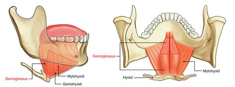 Genioglossus Muscle - Origin, Insertion, Function, Exercise