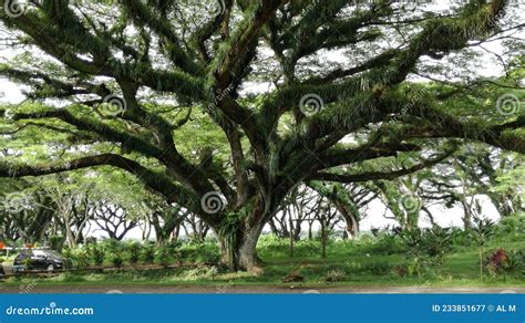 Albizia Saman Tree Flower Royalty-Free Stock Photography ...