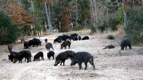 Langley Ranch THE BEST WILD HOG HUNTING IN TEXAS wwwTexasWildHogHunting ...