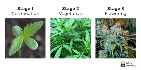 Stages Of Cannabis Plant Growth Diagram