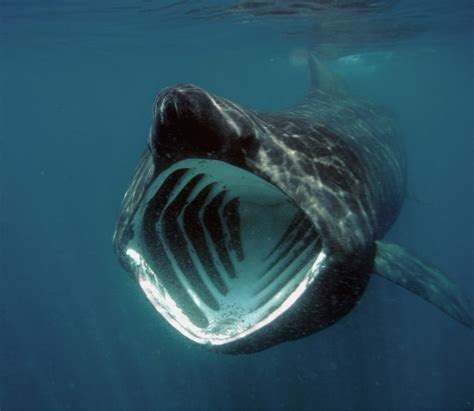 10 things you might not know about basking sharks, in numbers