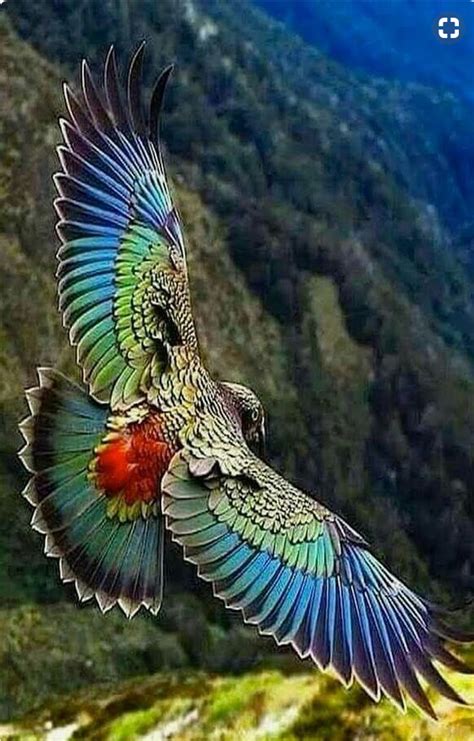 Kea. Parrot found only in the South Island of New Zealand and the only ...