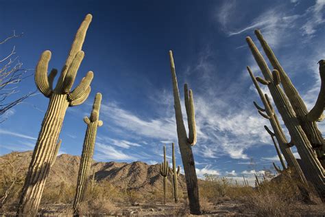 Sonoran Desert National Monument | The Sonoran Desert Nation… | Flickr