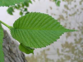 Slippery Elm Extract – NutraWiki