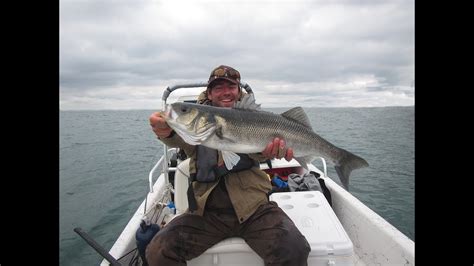 Fly fishing for European sea bass in Brittany, France - YouTube