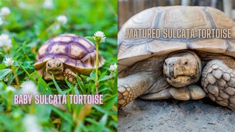 Sulcata Tortoise Growth Rate: How Fast They Grow? – The Turtle Hub