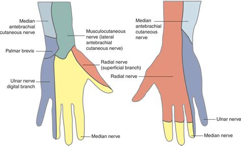 Hand Nerve Anatomy