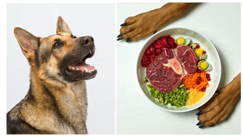 Is A Raw Food Diet for Your German Shepherd The Key to Optimal Health ...