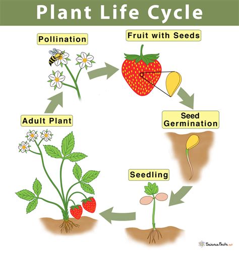 Plant Life Cycle Study Guide - Inspirit