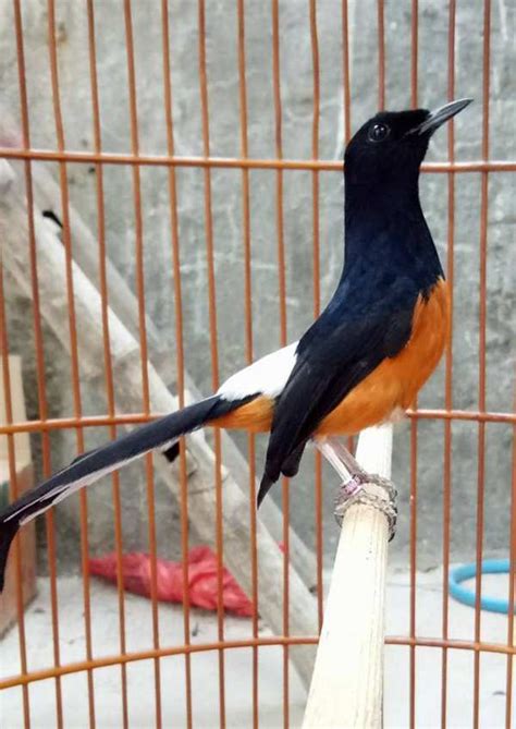 √ Suara Terapi Burung Murai Batu Macet Kembali Gacor - Binatang Peliharaan