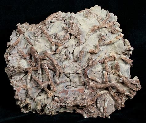 Spectacular Devonian Coral Plate From Arizona For Sale (#4044 ...