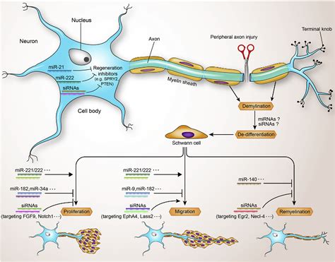 Table 1 from Neural tissue engineering options for peripheral nerve ...