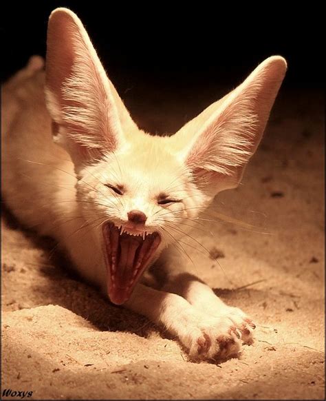 Fennec Fox as Pets? Things to know before taking them as pets!