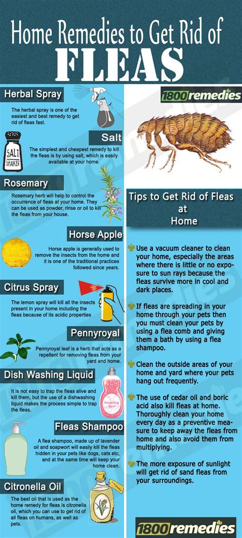 How To Get Rid Of Fleas In Your Bed Frame – FutonAdvisors