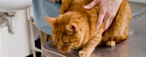 How to Treat Your Cat for Intestinal Parasites | Hartz