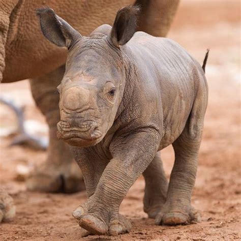 These Big Five Baby African Animals Are Just Too Cute | Chic African ...