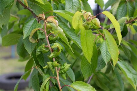 How to Spot, Treat, and Prevent Cherry Diseases - Food Gardening Network