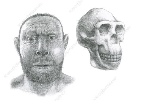 Homo erectus head reconstruction - Stock Image - C011/9148 - Science ...