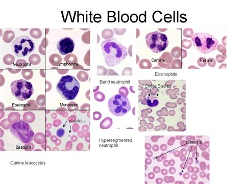 list 5 types of white blood cells : Biological Science Picture ...