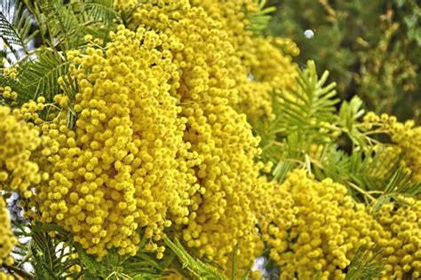 Mimosa tree - planting, pruning, flowering and caring