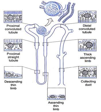 Duke DPT Histology - Urinary System