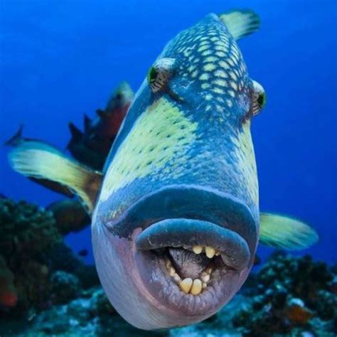 20 Bizarre Sea Creatures That Look Like They're Not Real | Ocean ...