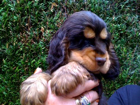 6 Cute Black and Tan Cocker Spaniel Puppies Photos | All Puppies ...