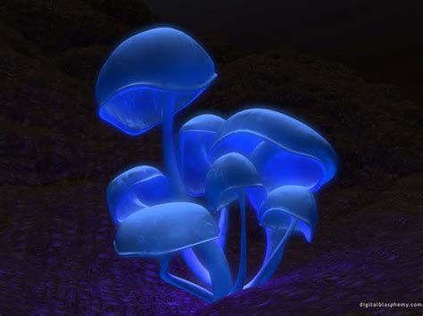 Blue Fluorescent Mushrooms - ig-headquarters.com | Mushroom wallpaper ...