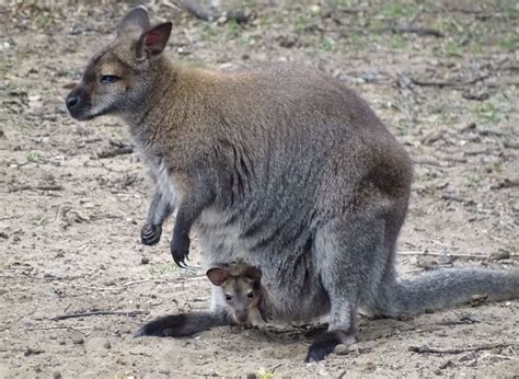 Detroit Zoo visitors can now see this cute baby wallaby, just out of ...