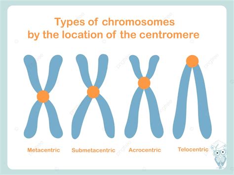 Type Chromosomique De La Position Correspondante Du Centromère ...