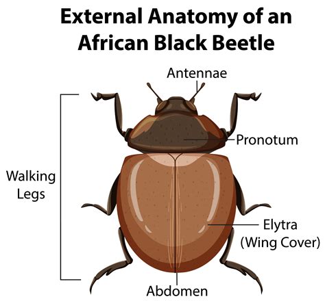 External Anatomy of an African Black Beetle 1427847 Vector Art at Vecteezy