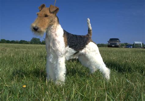 Wire Fox Terrier Puppies For Sale - AKC PuppyFinder