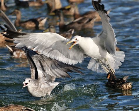 Feeding frenzy in the duck pond | Scene from the duck pond a… | Flickr ...